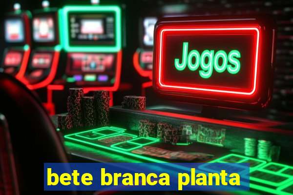 bete branca planta